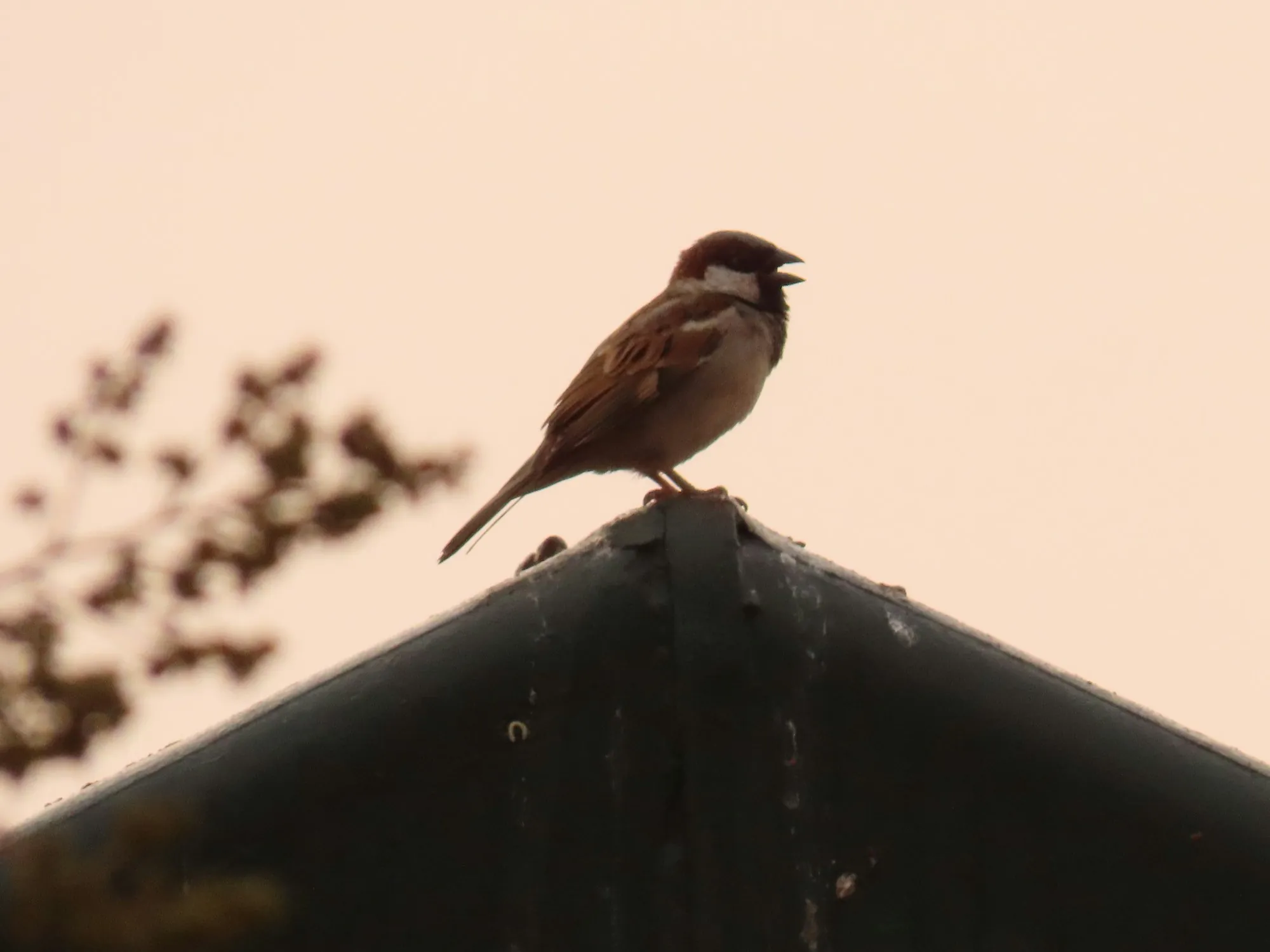 Small sparrow perched on the peak of a roof